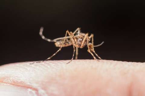 ¿Por qué el dengue se convirtió en una gran amenaza? Estos son sus síntomas