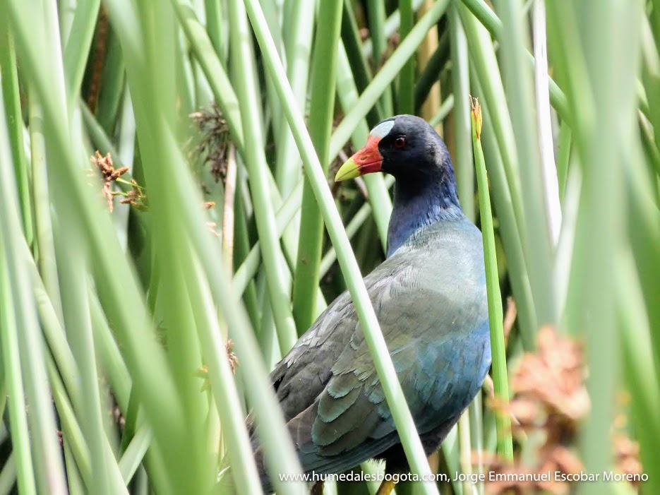 El reporte de aves migratorias se ha incrementado significativamente, durante las primeras semanas de enero fueron rescatadas más de 408 animales.