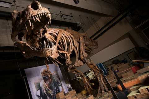 Presentan en Canadá los restos de un Tiranosaurio Rex de 8,8 toneladas y 13 metros de largo