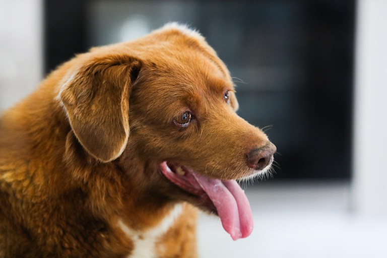 Bobi, el perro más viejo del mundo, cumple 31 años y rompe un nuevo récord