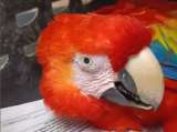 El precio del cautiverio: guacamaya desarrolló un tumor tras vivir en una jaula