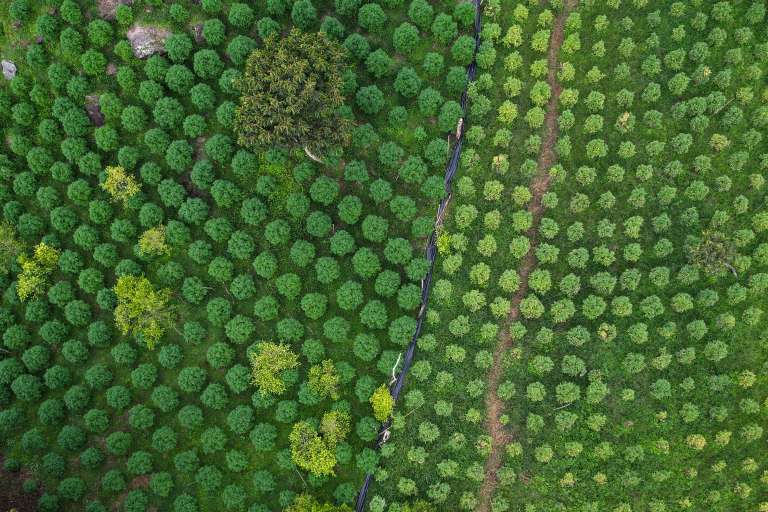 Así se mueve el negocio de la marihuana en el Norte del Cauca