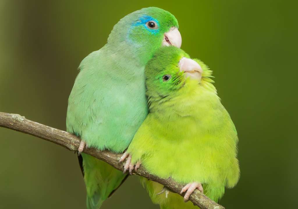 En el país hay 1966 especies de aves según el último registro científico.