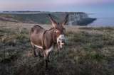 ¿Cuántos años vive un burro?