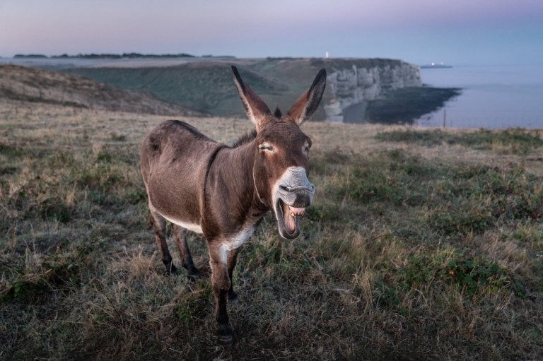 ¿Cuántos años vive un burro?