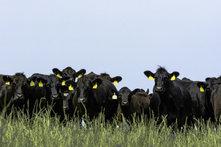 “Casos activos de fiebre aftosa han concluido”: ICA