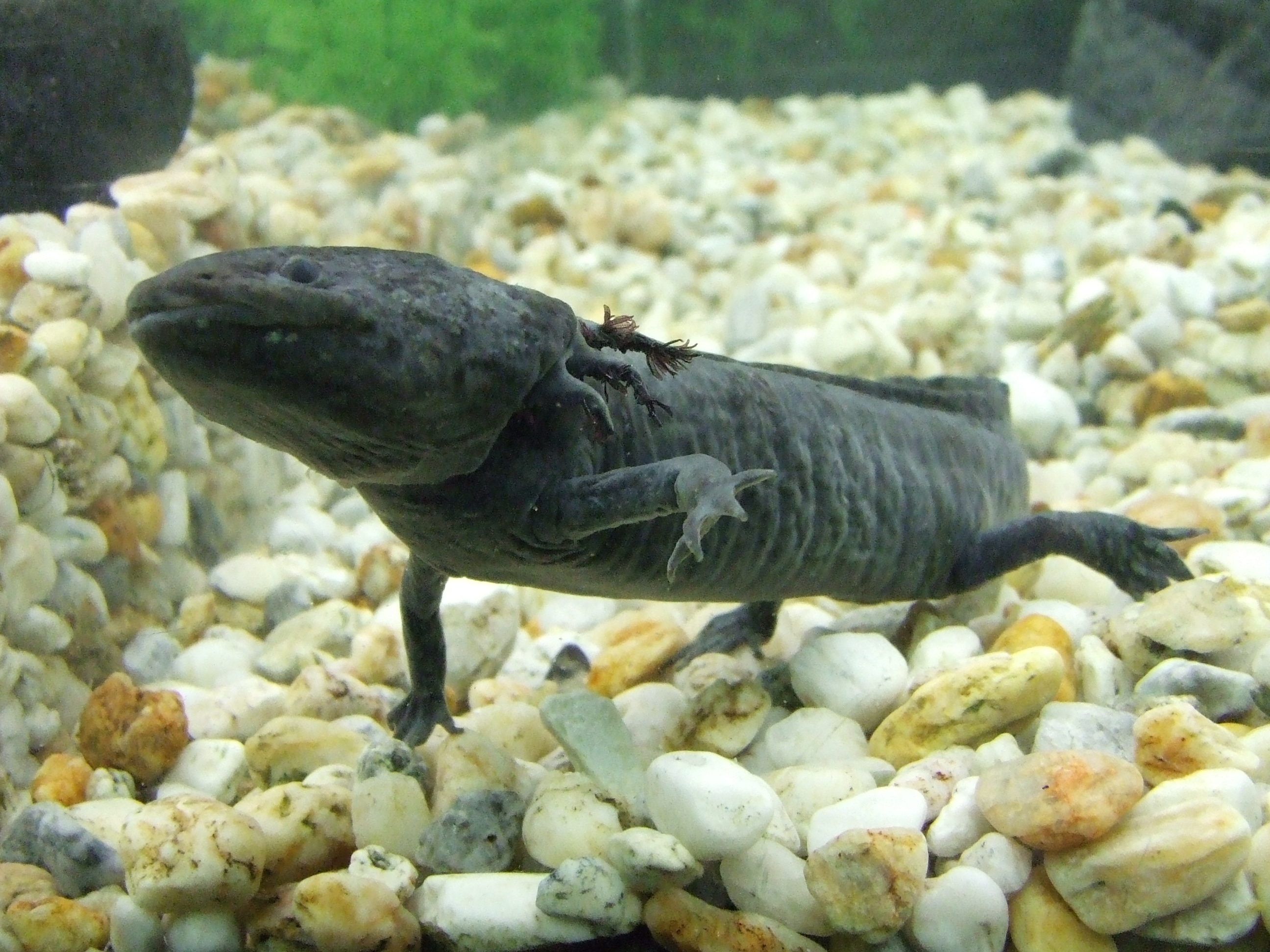 Imagen de un ajolote ("Ambystoma mexicanum").