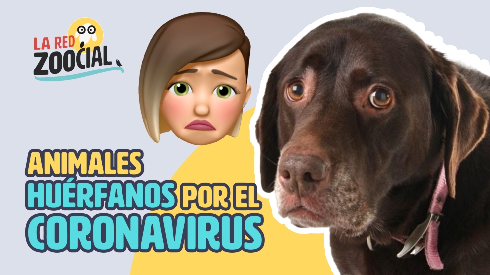 Muchas mascotas quedan absolutamente solas cuando sus dueños mueren o se van al hospital víctimas de la COVID-19.