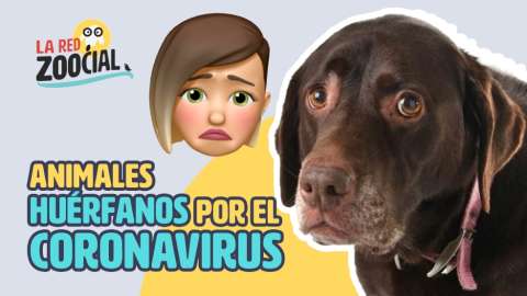 Las mascotas, víctimas invisibles de la pandemia de coronavirus