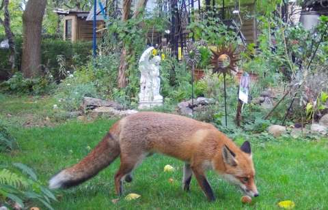 Así ahuyentan los gatos a los animales salvajes que llegan a sus jardines