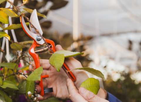 Tijeras para podar árboles y plantas: consejos para afilar y errores comunes que las dañan