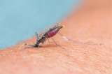 OMS certifica primera vacuna contra el dengue, endémico en más de 100 países