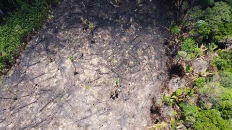 El Niño transformó un sector de la Amazonia en un gran emisor de carbono