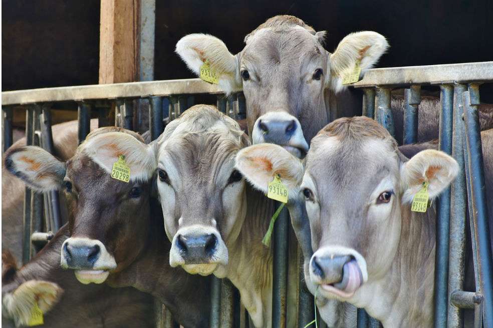 El consumo exagerado de carnes en el mundo es uno de los obstáculos más grandes para frenar el calentamiento global. / Pixabay