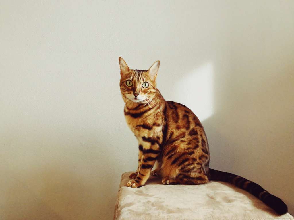 Gato Bengalí