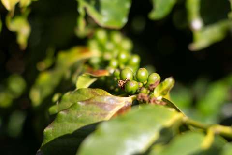 Fedecafé propone etiquetar el origen del café para diferenciar el grano colombiano