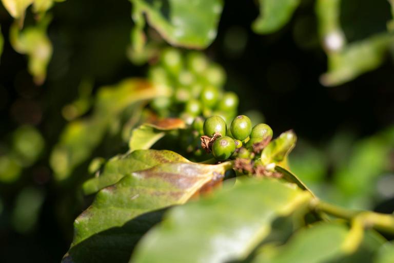 Fedecafé propone etiquetar el origen del café para diferenciar el grano colombiano
