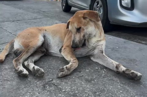 Piden ayuda para perro que fue atropellado en medio del Carnaval de Barranquilla