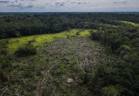 Subsidio a la gasolina y otros incentivos que le están haciendo daño a la biodiversidad 