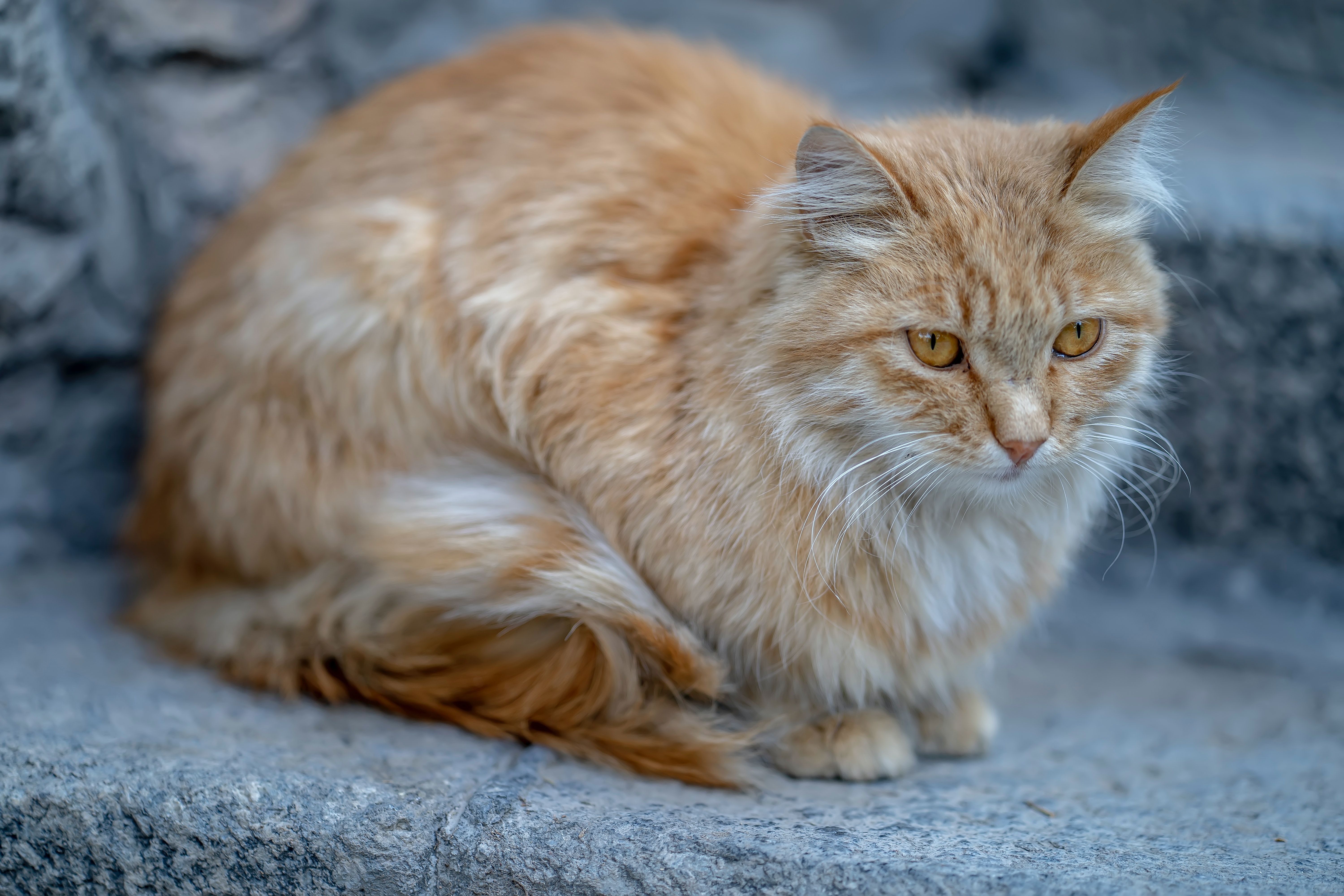 Gatos naranjas: 5 razas que querrás adoptar