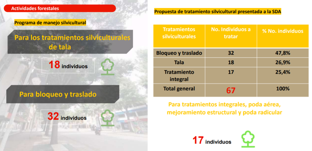 El proyecto también incluye algunas consideraciones sobre el manejo de especies arbóreas que hay en el sector.