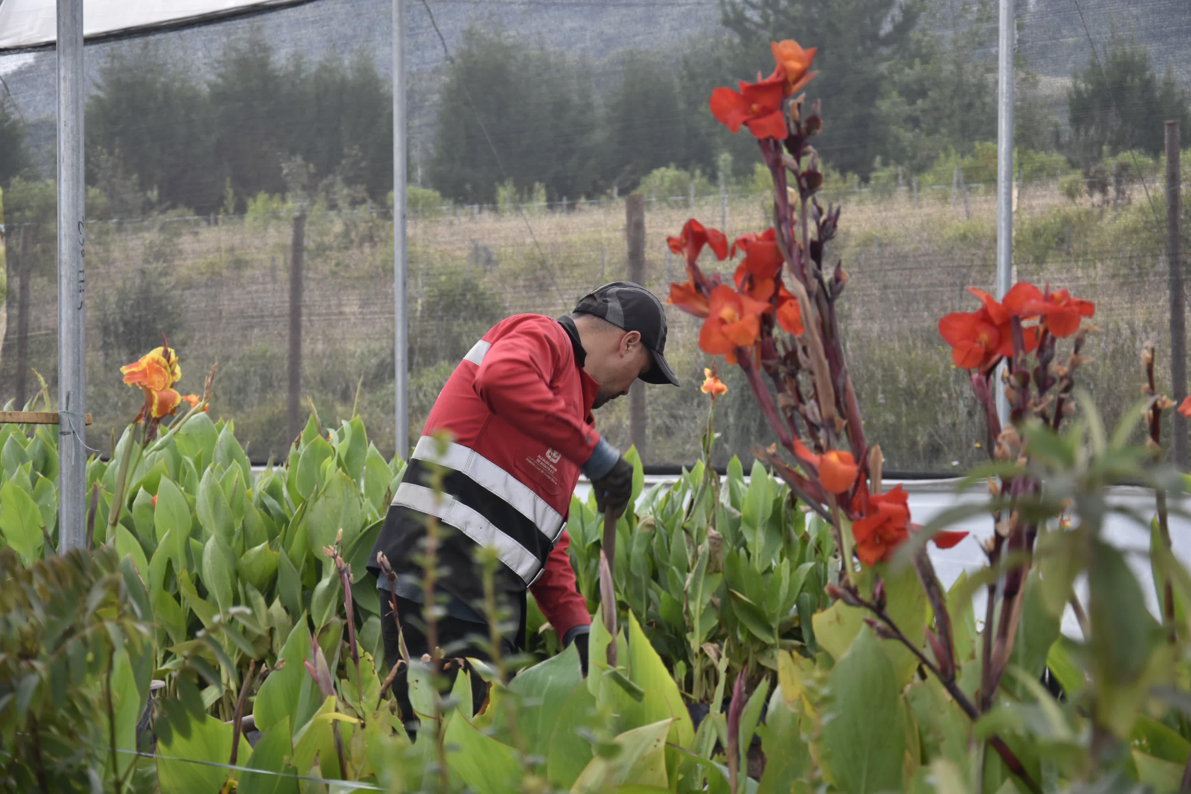 Con una extensión de 1025 metros cuadrados en invernaderos, el Vivero "Las Margaritas" tiene la capacidad actual de plantular 39,000 hortalizas cada 4 semanas.