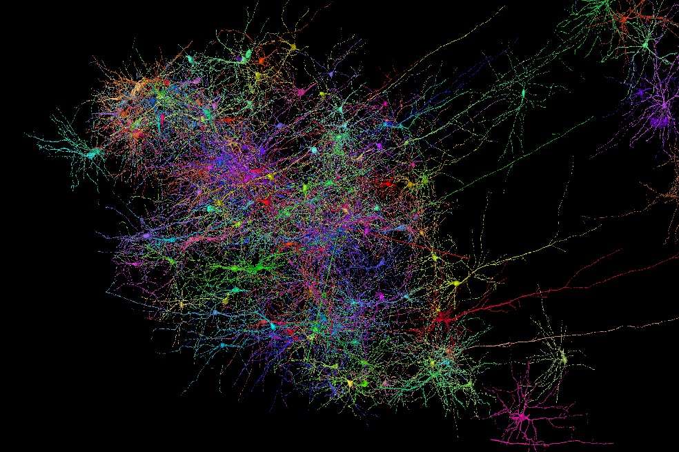 El estudio empezó con una pequeña parte del cerebro de una mujer de 45 años que tenía epilepsia resistente a los medicamentos. Esta representación es parte del tejido cerebral sano del hipocampo izquierdo.