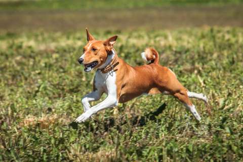 Las razas de perro que no sueltan pelo