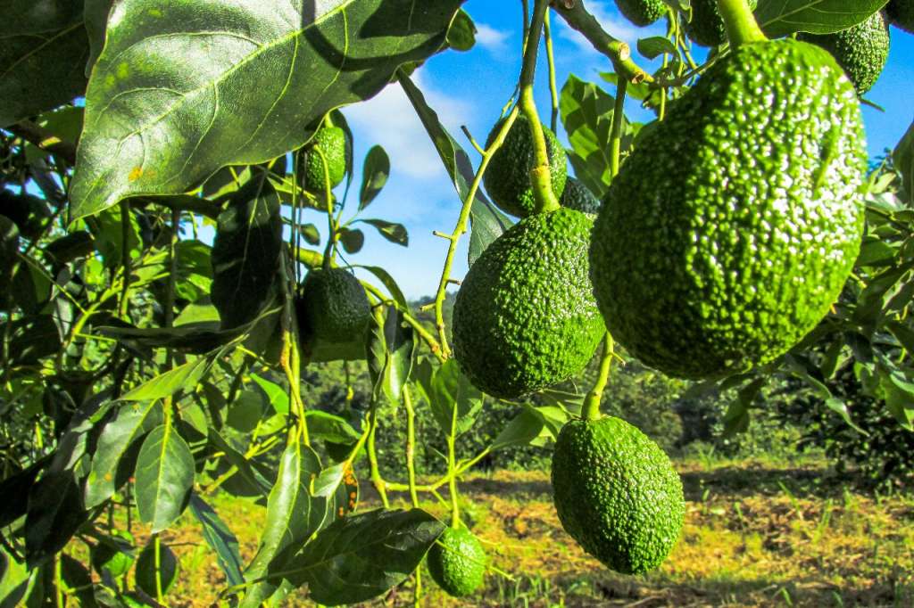 Aguacate Hass