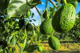 Primero el café, ahora el aguacate Hass: EE. UU. levantó arancel de 10 % a Colombia