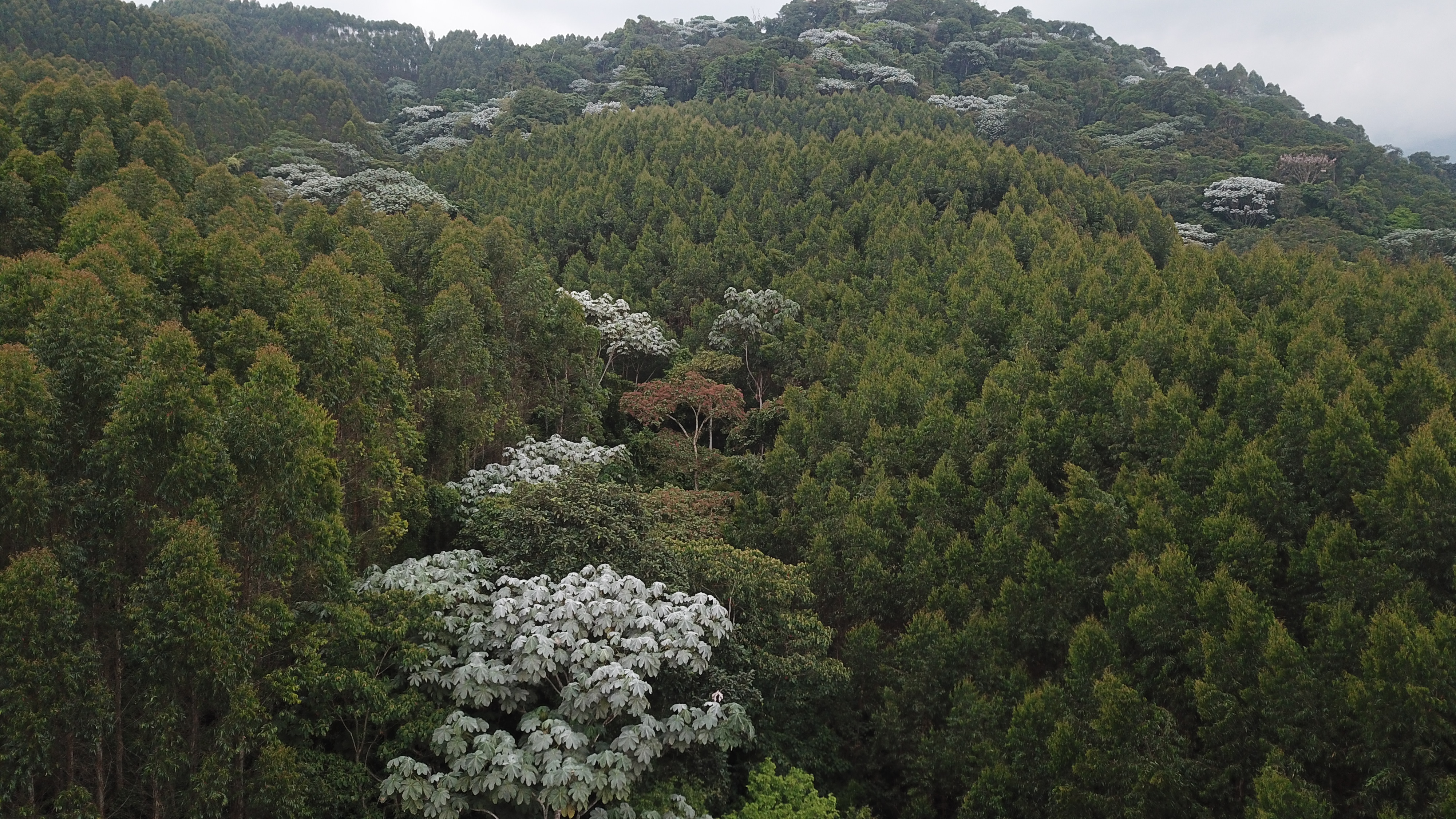 COLOMBIA: UN PAÍS DE VOCACIÓN FORESTAL