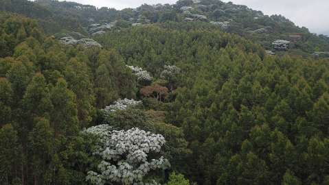 COLOMBIA: UN PAÍS DE VOCACIÓN FORESTAL