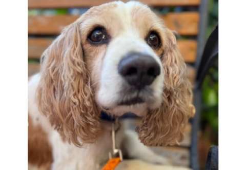 Lolo fue abandonado a sus 7 años y ahora busca hogar: “es difícil que lo elijan”