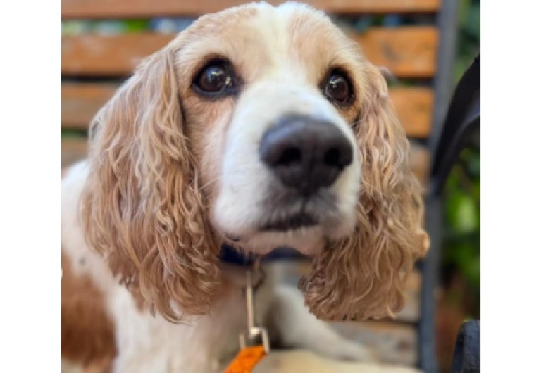 Lolo fue abandonado a sus 7 años y ahora busca hogar: “es difícil que lo elijan”