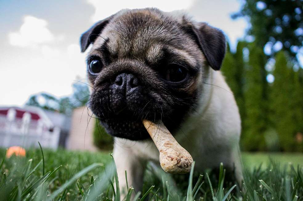 ¡Tu perro puede comer huesos! Esto recomiendan los especialistas