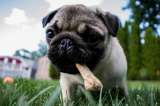 ¡Tu perro puede comer huesos! Esto recomiendan los especialistas