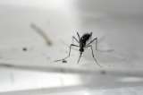 OMS estudia si se declarará emergencia sanitaria mundial por virus del Zika