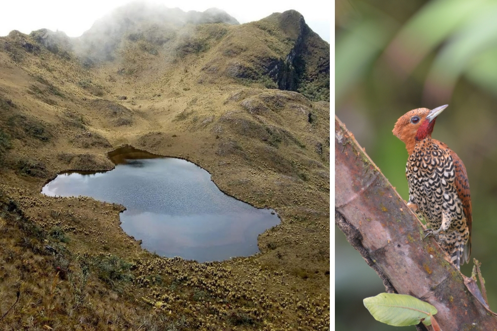 Ambas declaraciones, la extensión del Páramo Las Hermosas ubicada en el Valle del Cauca y la Reserva Forestal Protectora Regional de Río Bravo, suman un total de 40.000 hectáreas protegidas. / Corporación Autónoma Regional del Valle del Cauca (CVC) / Fotografía de Manuel Sánchez