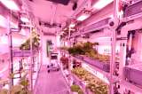 Logran cultivar vegetales en la Antártida