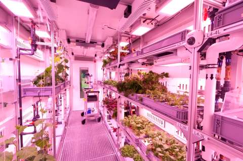 Así se ven los tomates de la NASA que duraron ocho meses perdidos en el espacio