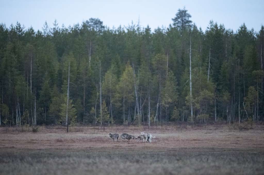 MUC08(FILES) Wolves are photographed in a forest near the Russian border, in Hukkajarvi, eastern Finland, on May 15, 2022.