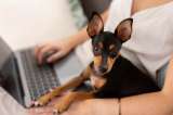 Empresa ofrece licencia laboral por adoptar una mascota: ¿de qué se trata?