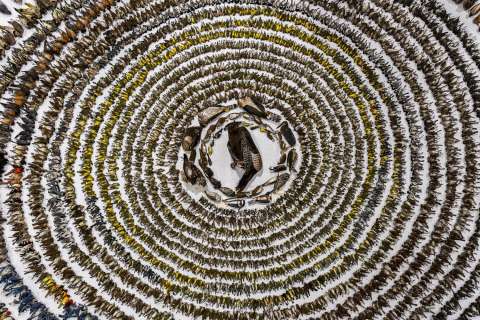 Galería: las sorprendentes imágenes ganadoras de un concurso de fotografía de aves