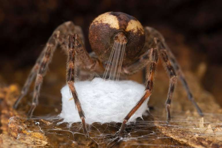 Categoría comportamiento de invertebrados: Gil Wizen, de Israel, captó a una araña pesquera cuando extiende la seda de sus hileras para tejerla en su saco de huevos. Encontró a este ejemplar en dentro de una corteza suelta.