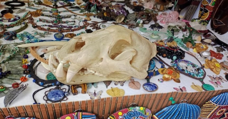 75 partes de animales silvestres son incautadas por las autoridades en Usaquén