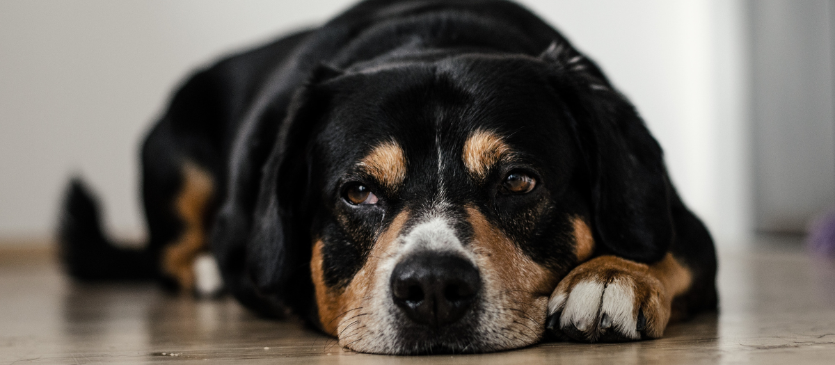 Moquillo en perros: estas son las señales a las que debes prestar atención