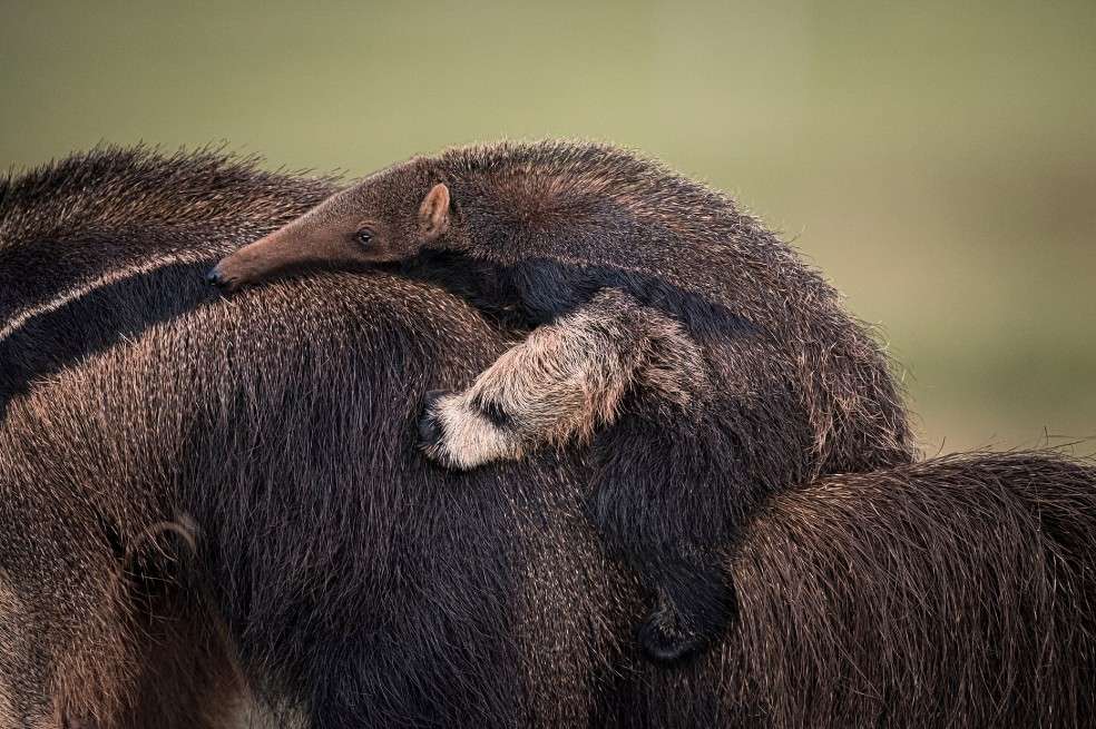 Hacer autostop, por Wim van den Heever:
Es el retrato de la hembra de un oso hormiguero gigante que buscaba alimento en el Pantanal, Brasil. Lo inusual es que llevaba a una cría en su espalda.