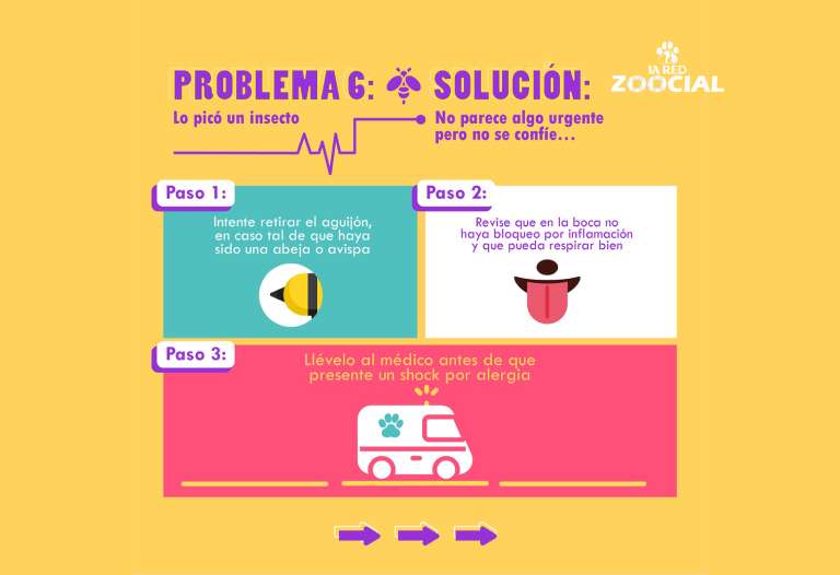 Primeros auxilios para animales