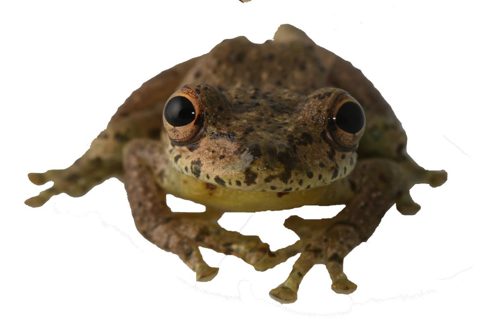Scinax caprarius es la nueva especie de rana endémica colombiana reconocida por el Instituto Humboldt. / Instituto Humboldt