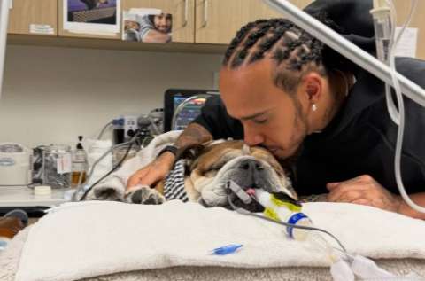 Lewis Hamilton, con lágrimas, pide por Roscoe su perro: “No sabemos si despertará”